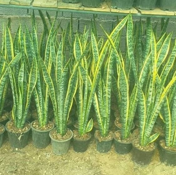 گیاه سانسوریا ابلغ