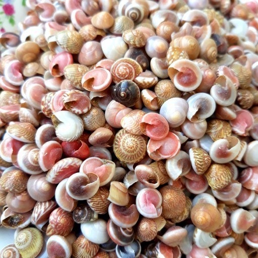 صدف ریز چشمی مدل چشم کوسه (300 گرمی)