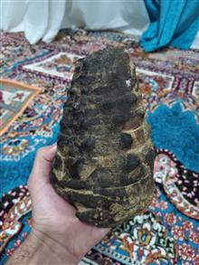 فسیل