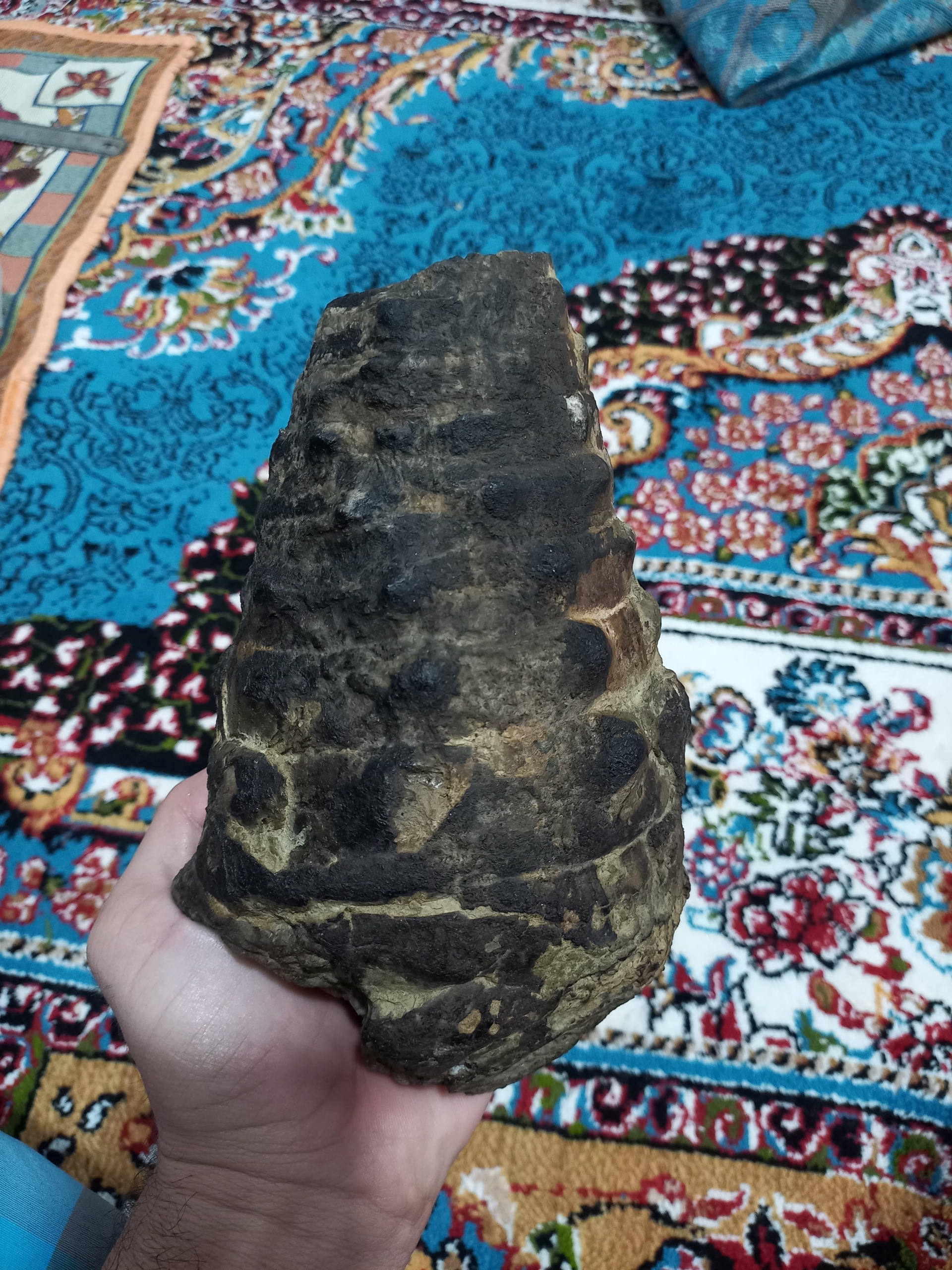 فسیل گاستروپود بزرگ و زیبا