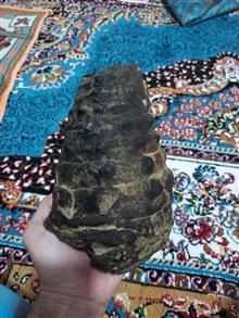فسیل