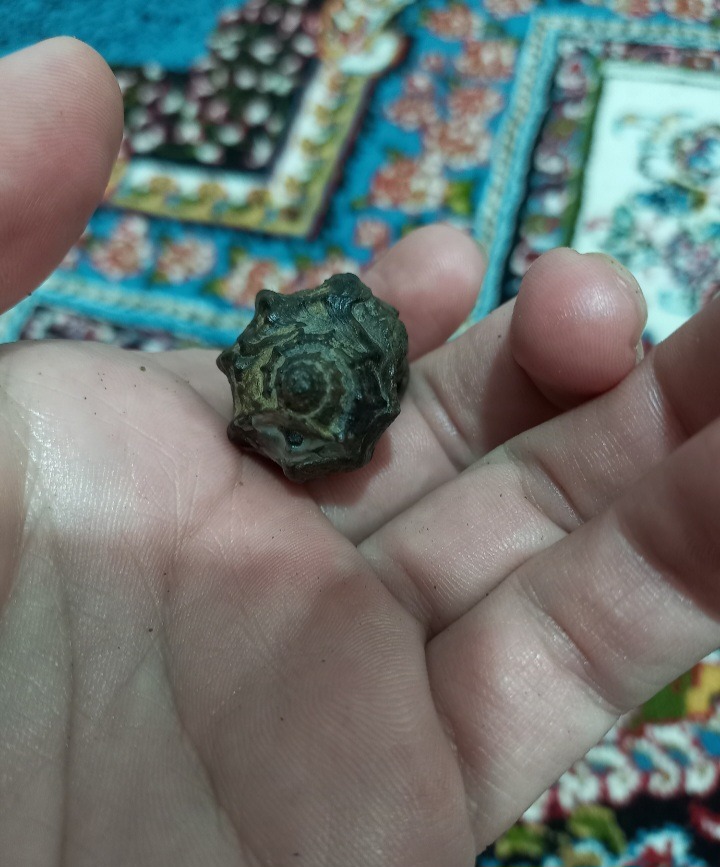 فسیل زیبای گاستروپود