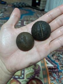 فسیل