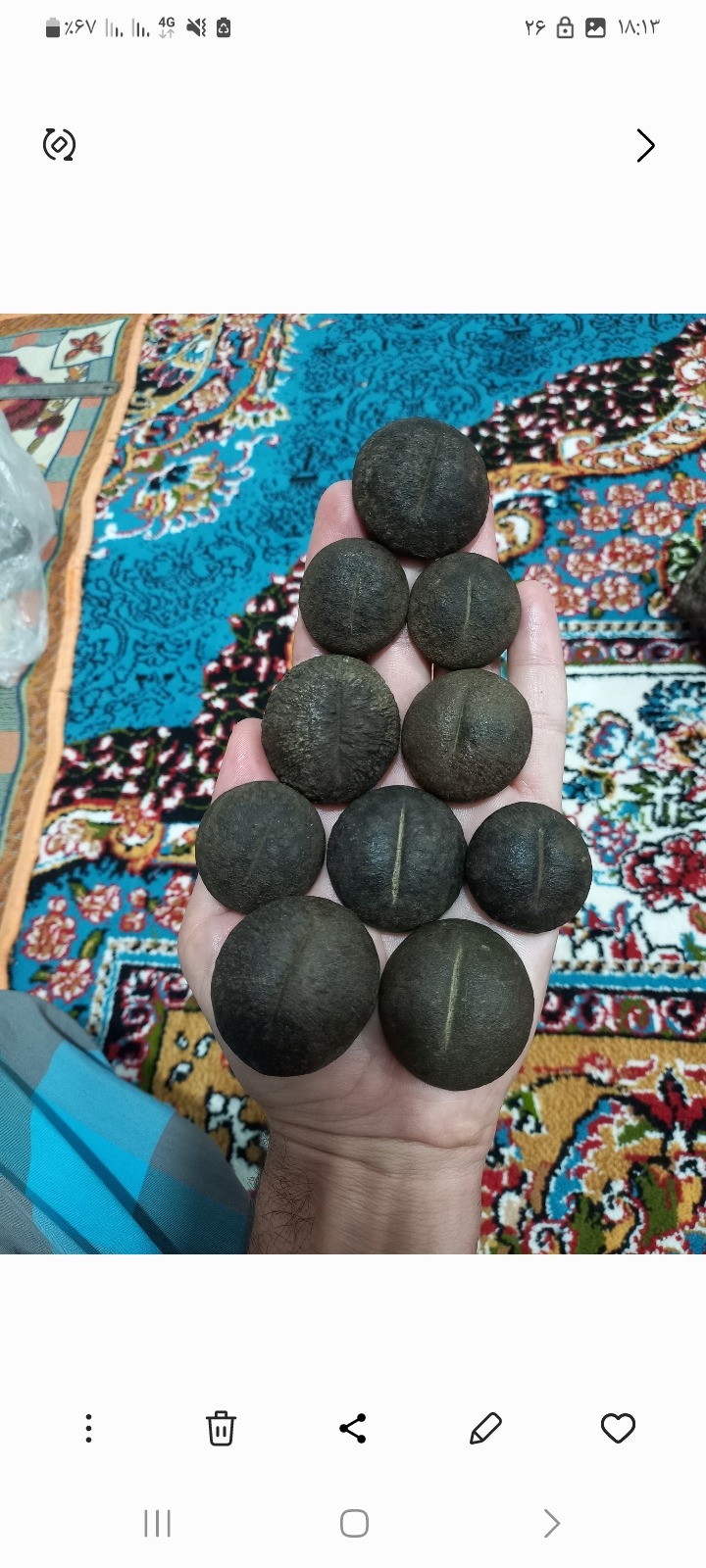فسیل های دو کفه ای زیبا