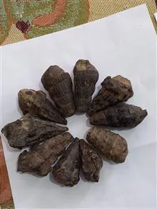 انواع