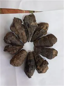انواع