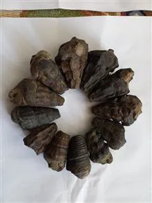 انواع