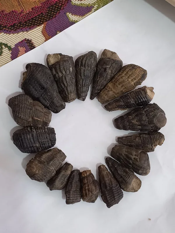 انواع عرج طبیعی فقط 100 تومن