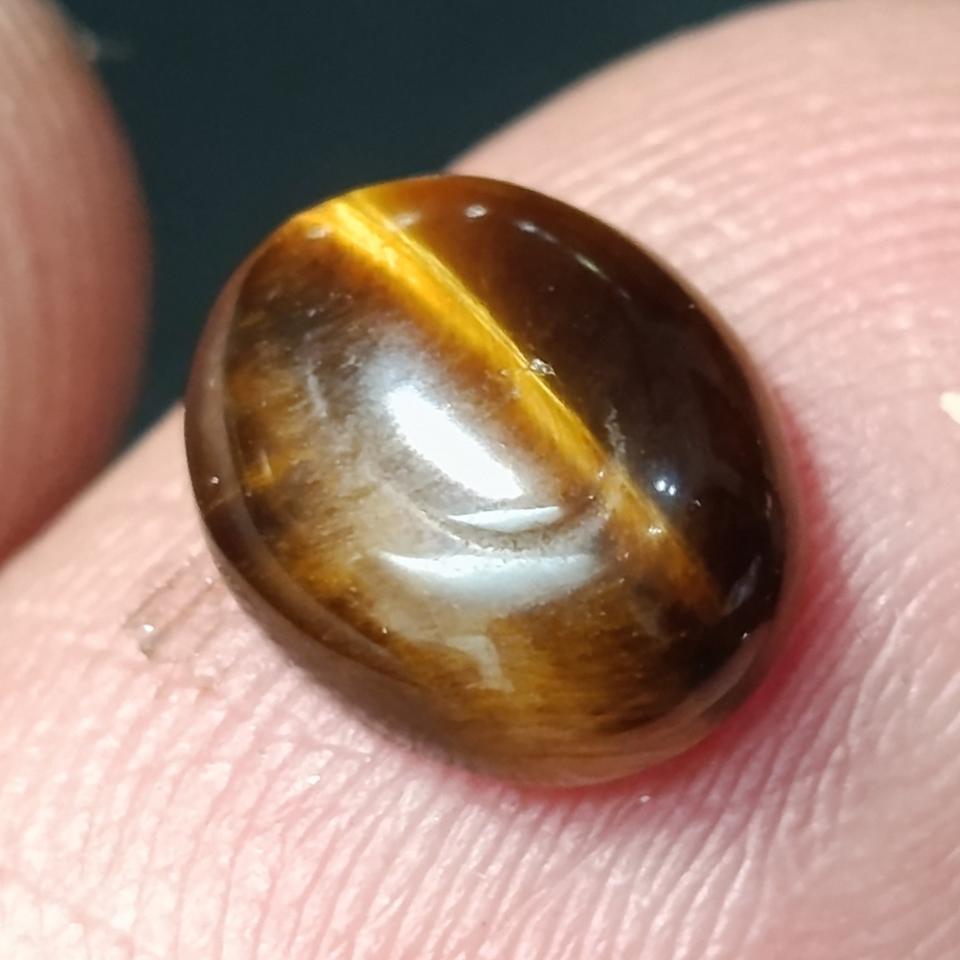 چشم ببر چشم نواز