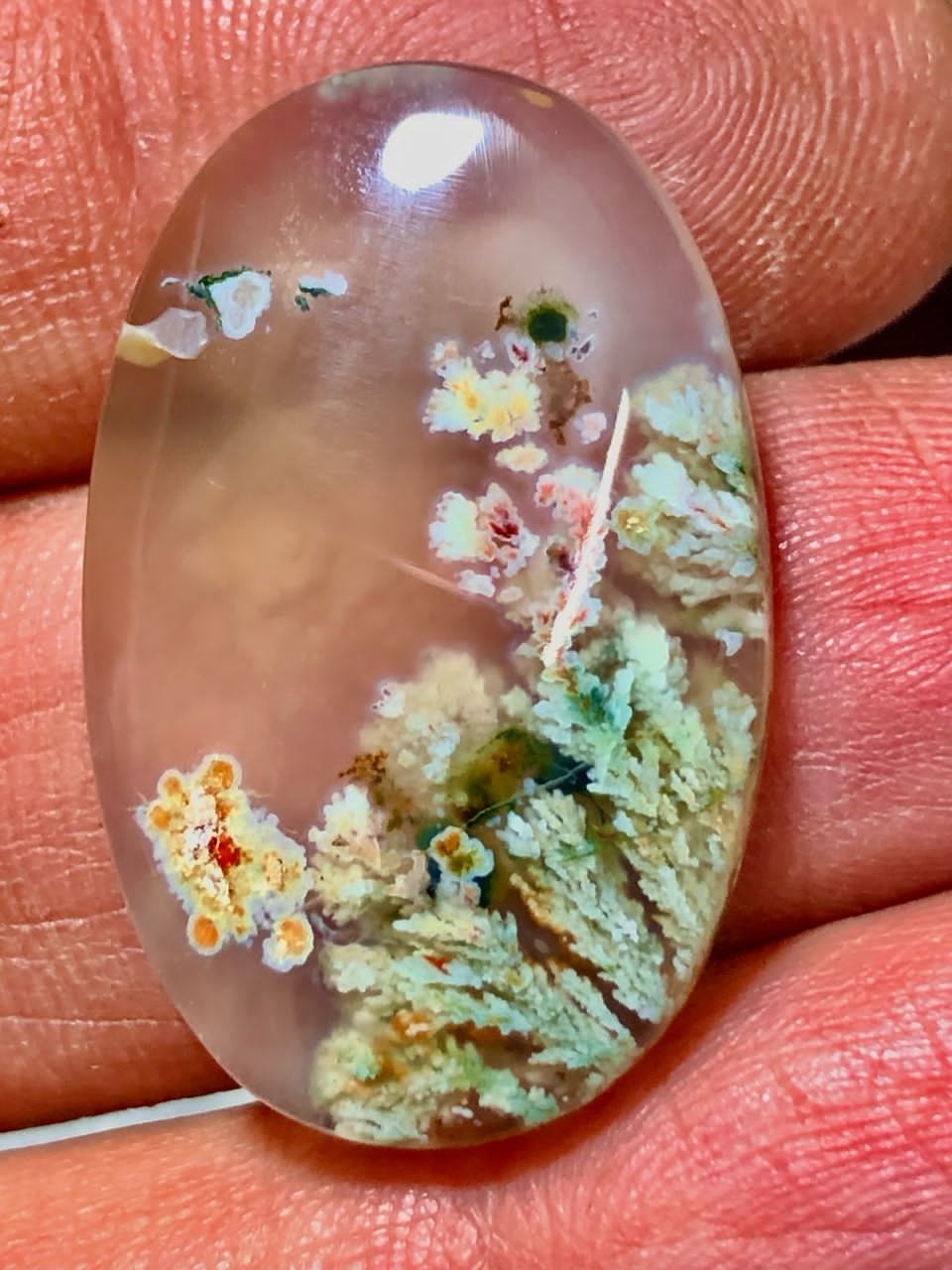 شجر محشر شکوفه بهاری