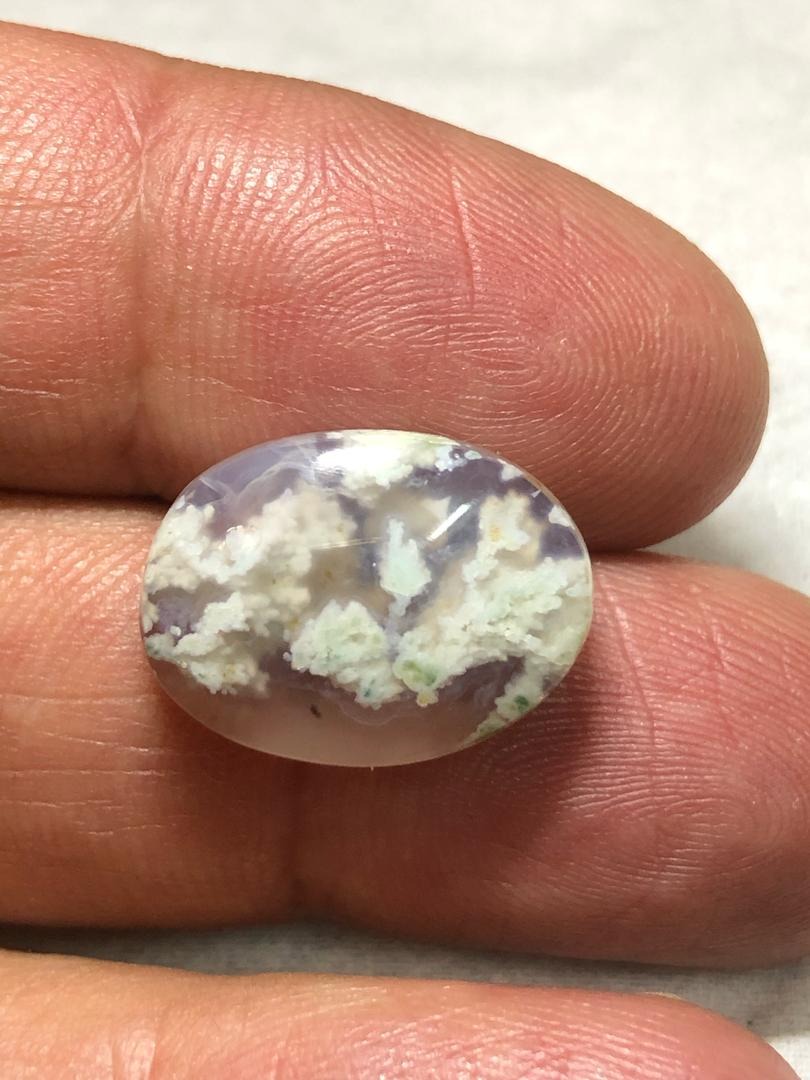 شجر شکوفه ابری زیبا