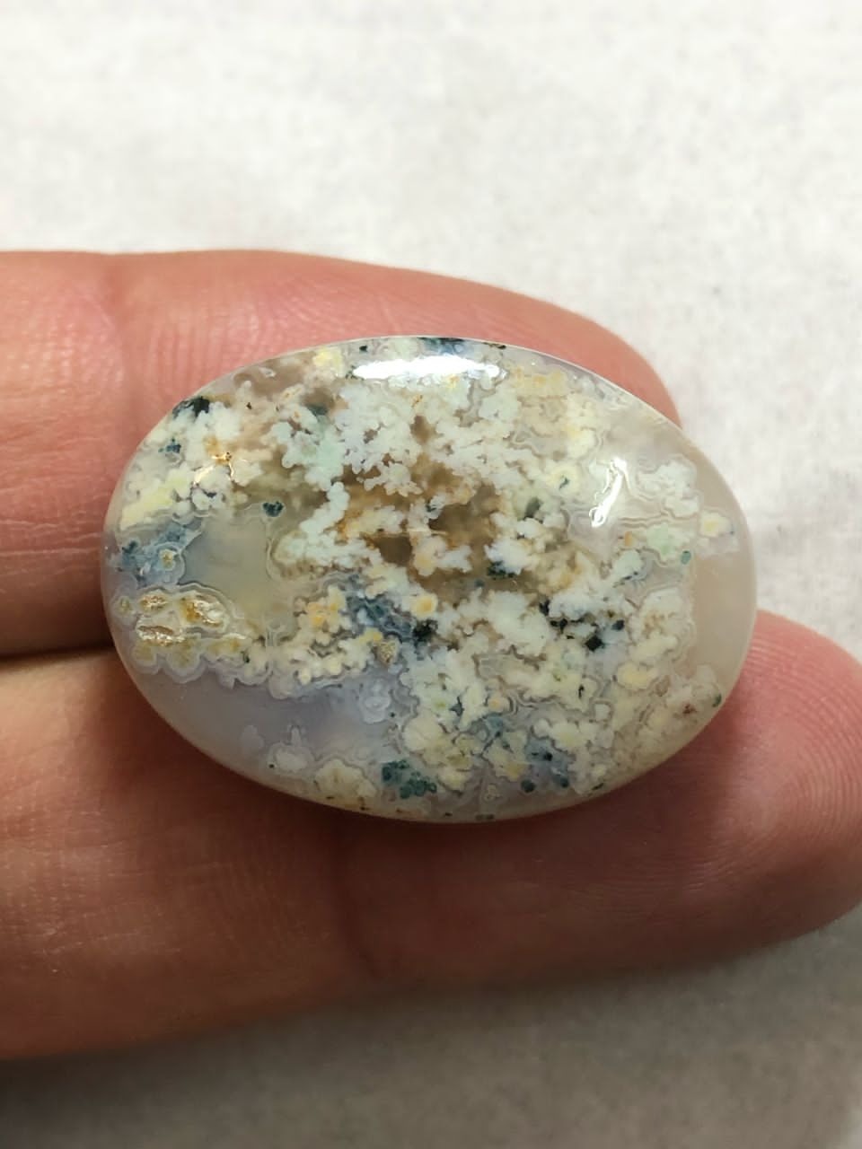 شجر شکوفه بهاری زیبا