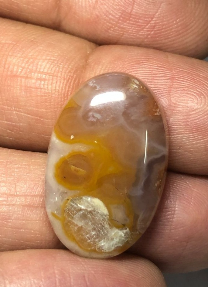 شجر پاییزی زیبا