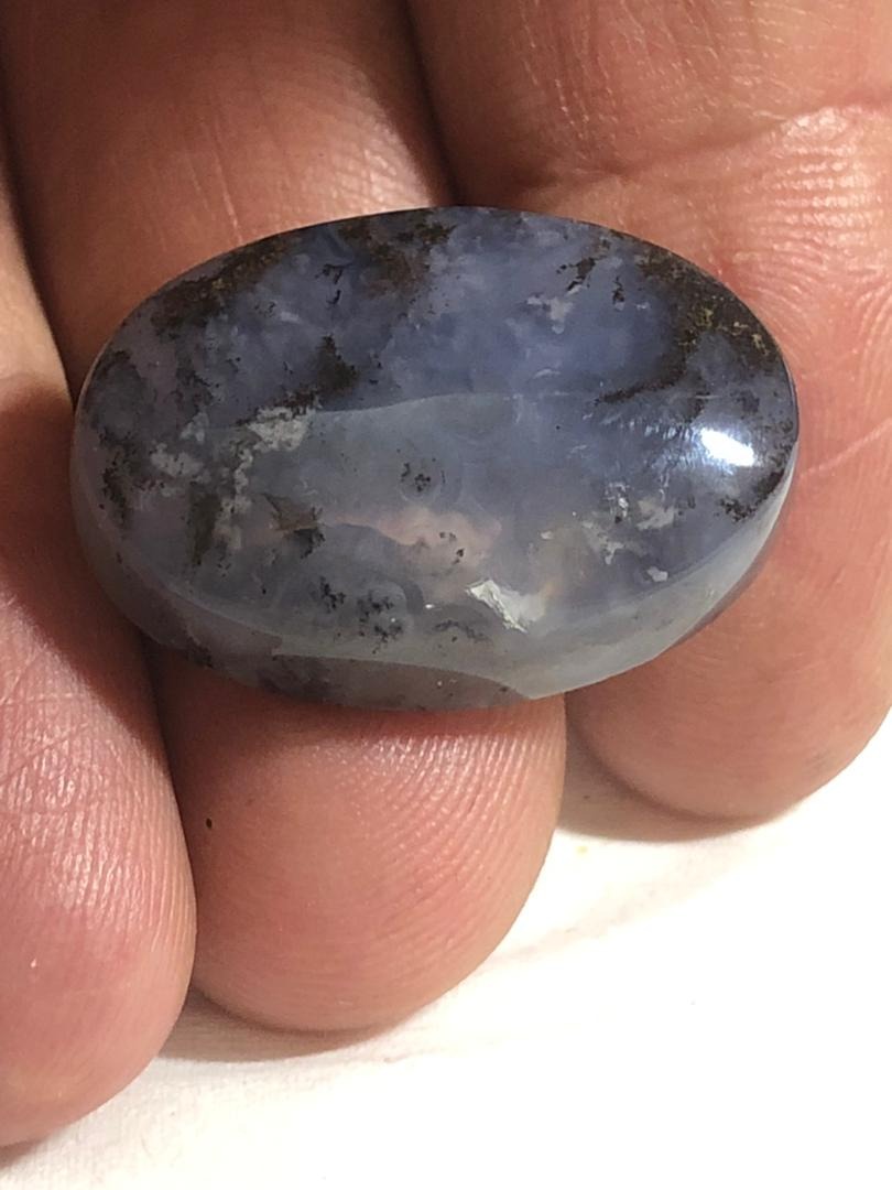 شجر مدالی زیبا