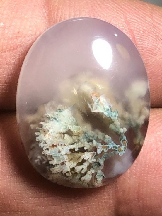 شجر شکوفه بهاری