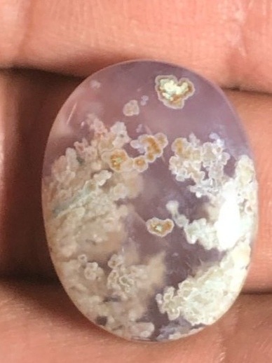 شجربهاری شکوفه زیبا