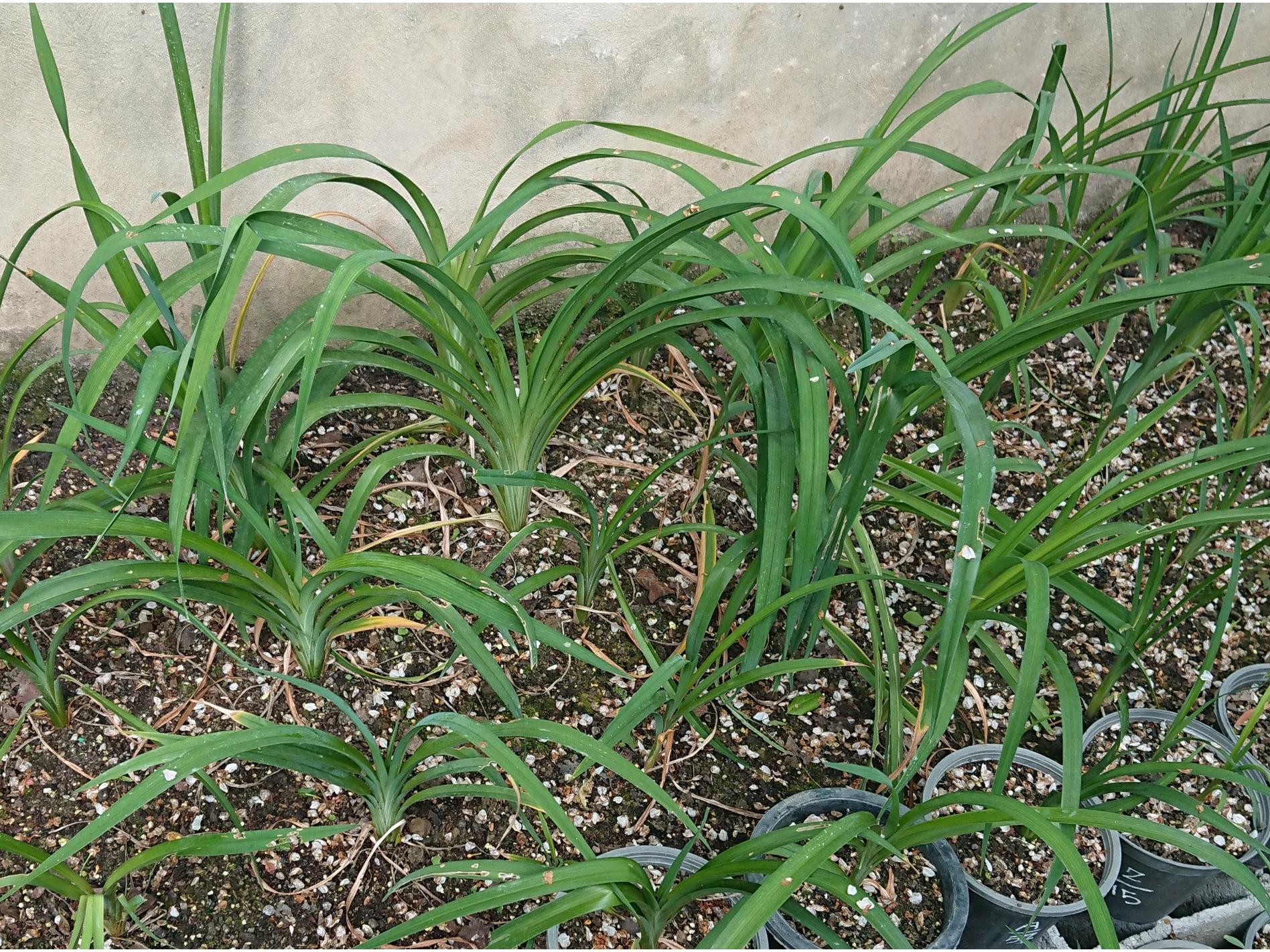 همروکالیس رنگ مخلوط (گیاهچه سه عددی)
