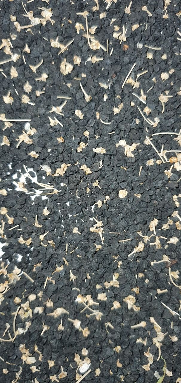 بذر پیاز قرمز