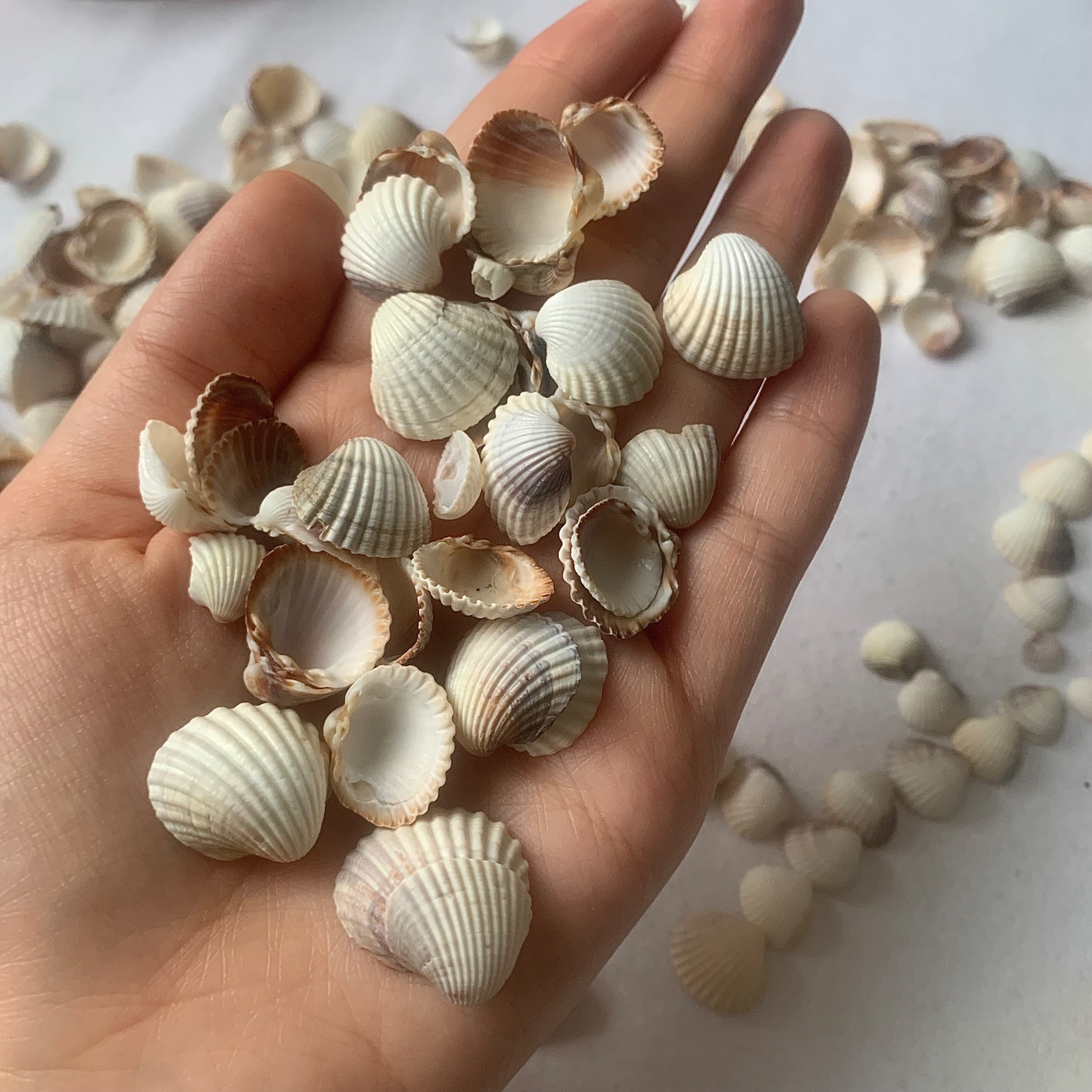 صدف دریا ( شمال )