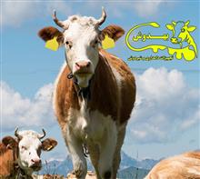 پلاک