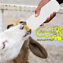 شیرنوش