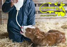 شیرنوش