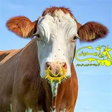 مهار