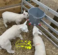 شیرنوش