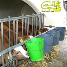 شیرنوش