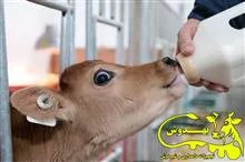 شیرنوش