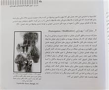 طراحی