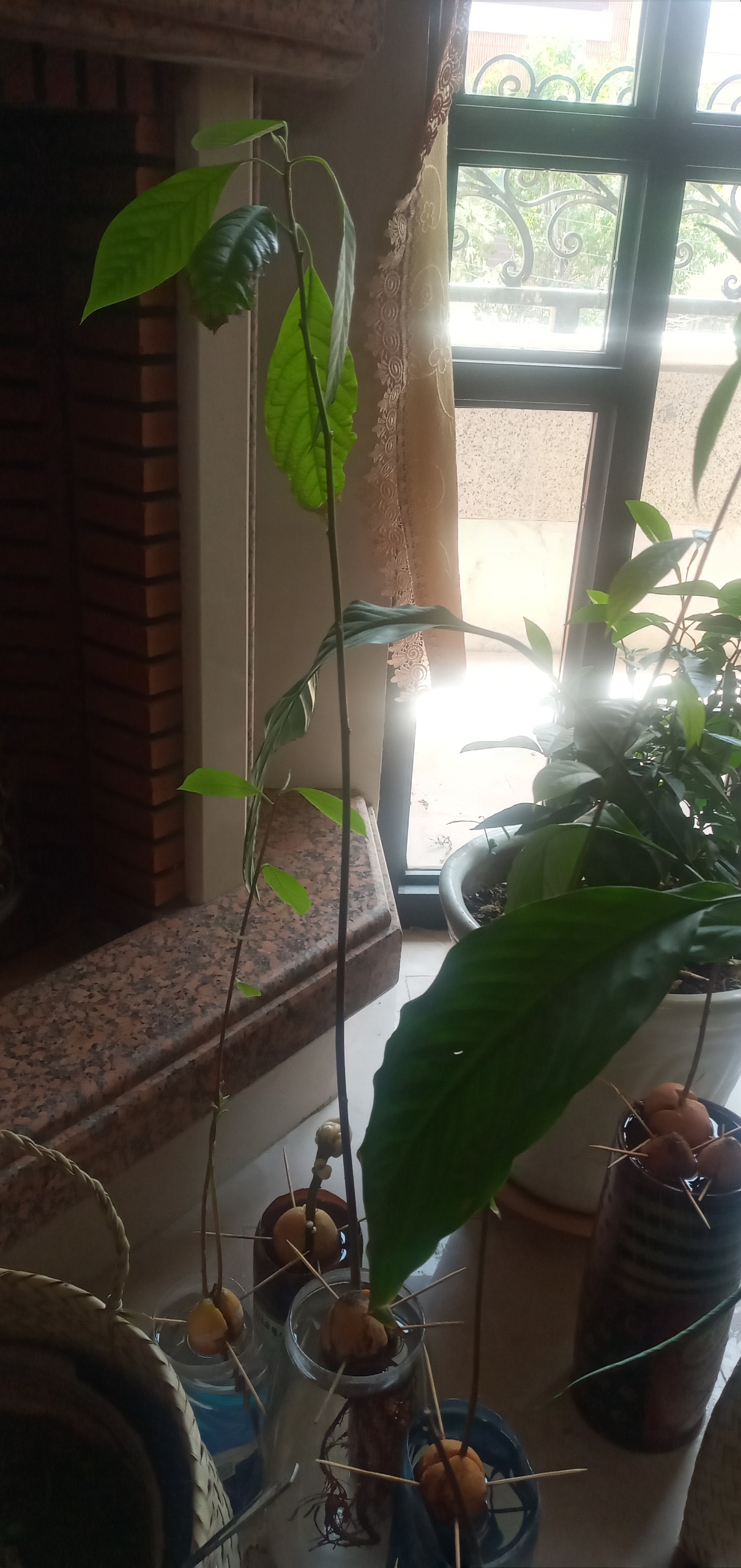 هسته ریشه دار آواکادو