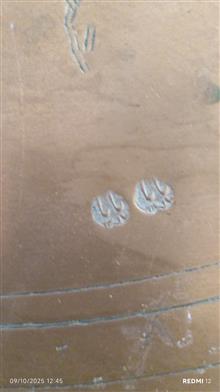 مجمع