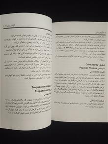 گیاه