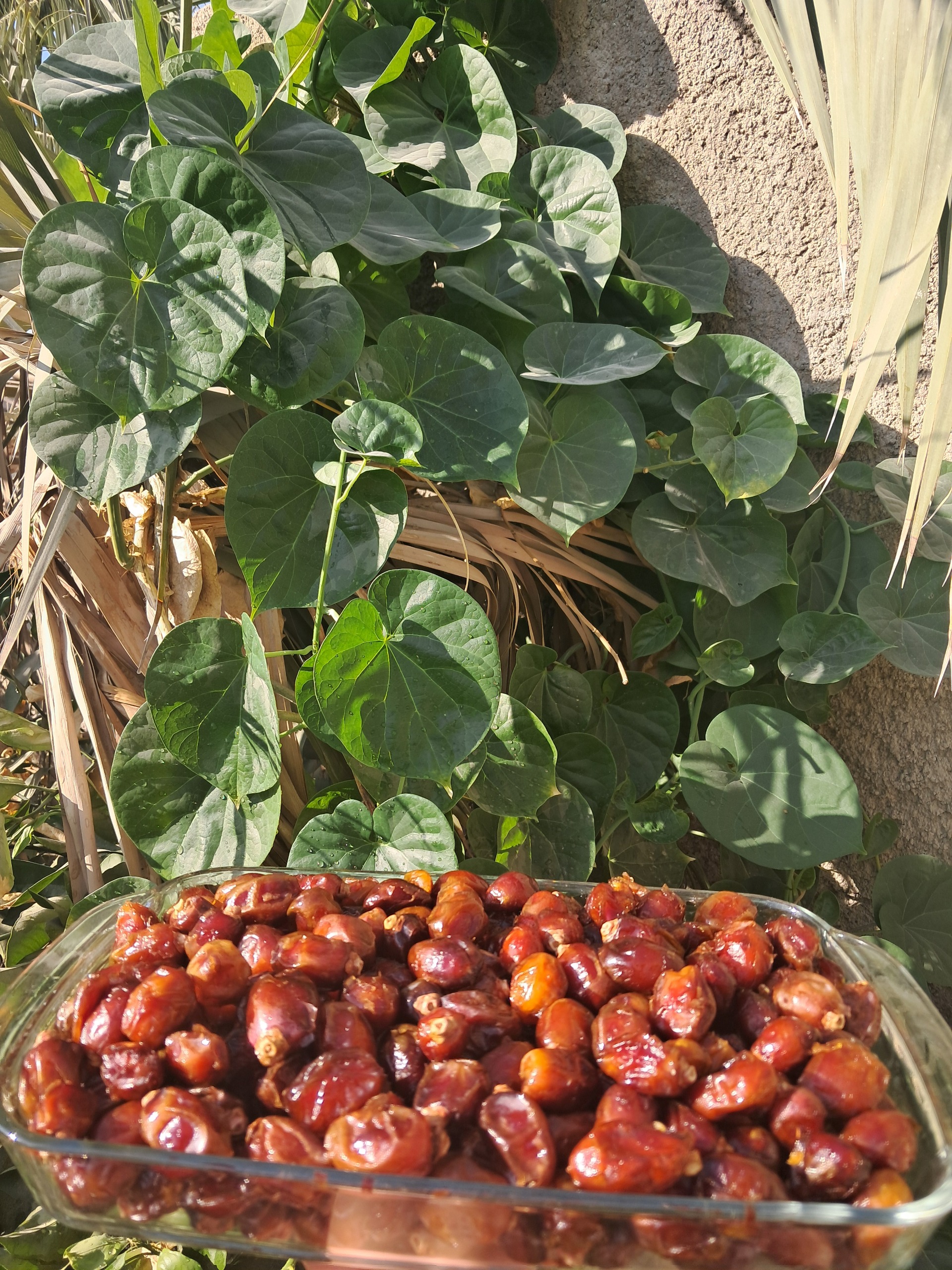 خرمای تازه خاصویی عسلی شیره دار