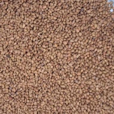 بادام کوهی تلخ یک کیلویی