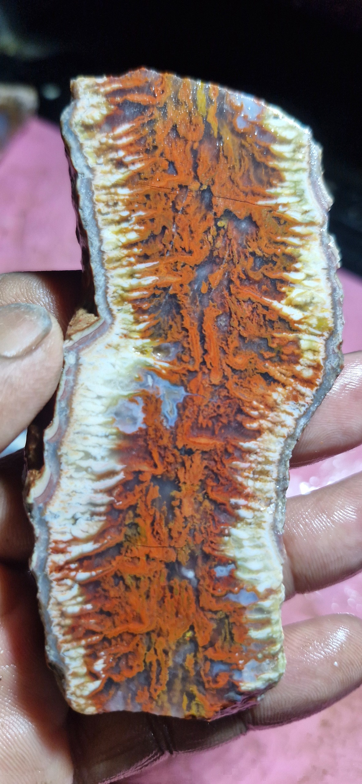 اسلایس شجر ناب