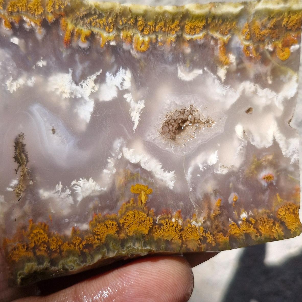 اسلایس شجر ناب