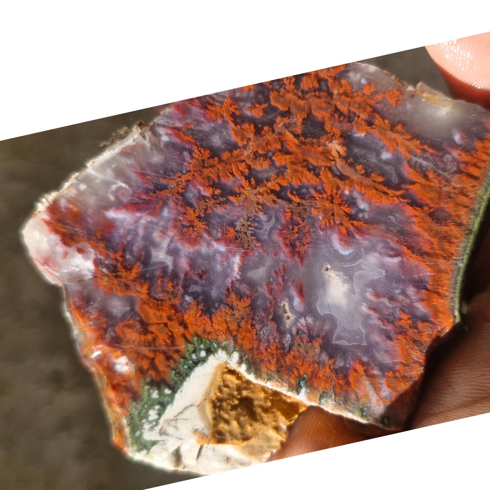 اسلایس شجر ناب