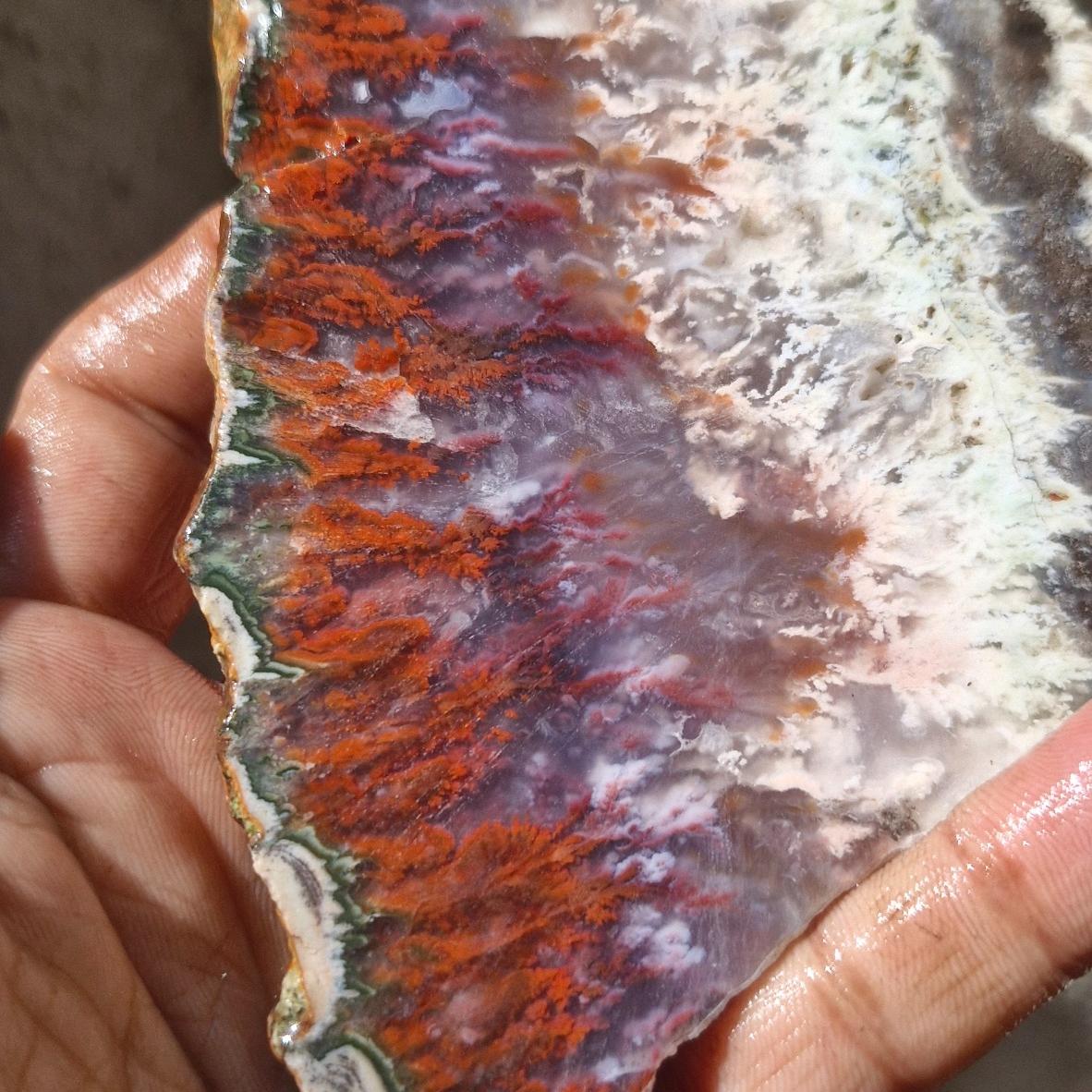 اسلایس شجر ناب