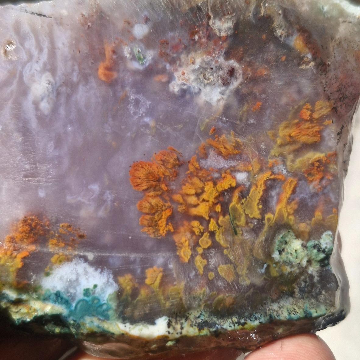 اسلایس شجر ناب