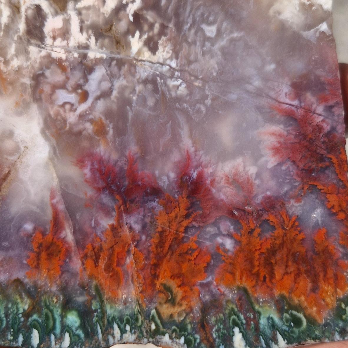 اسلایس شجر ناب