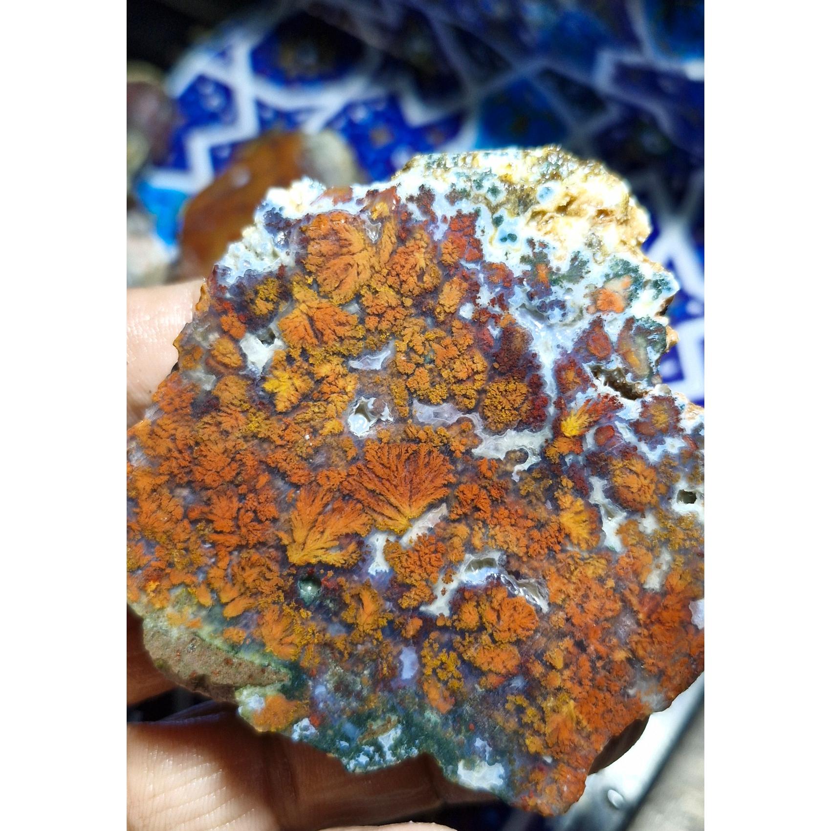 اسلایس شجر ناب