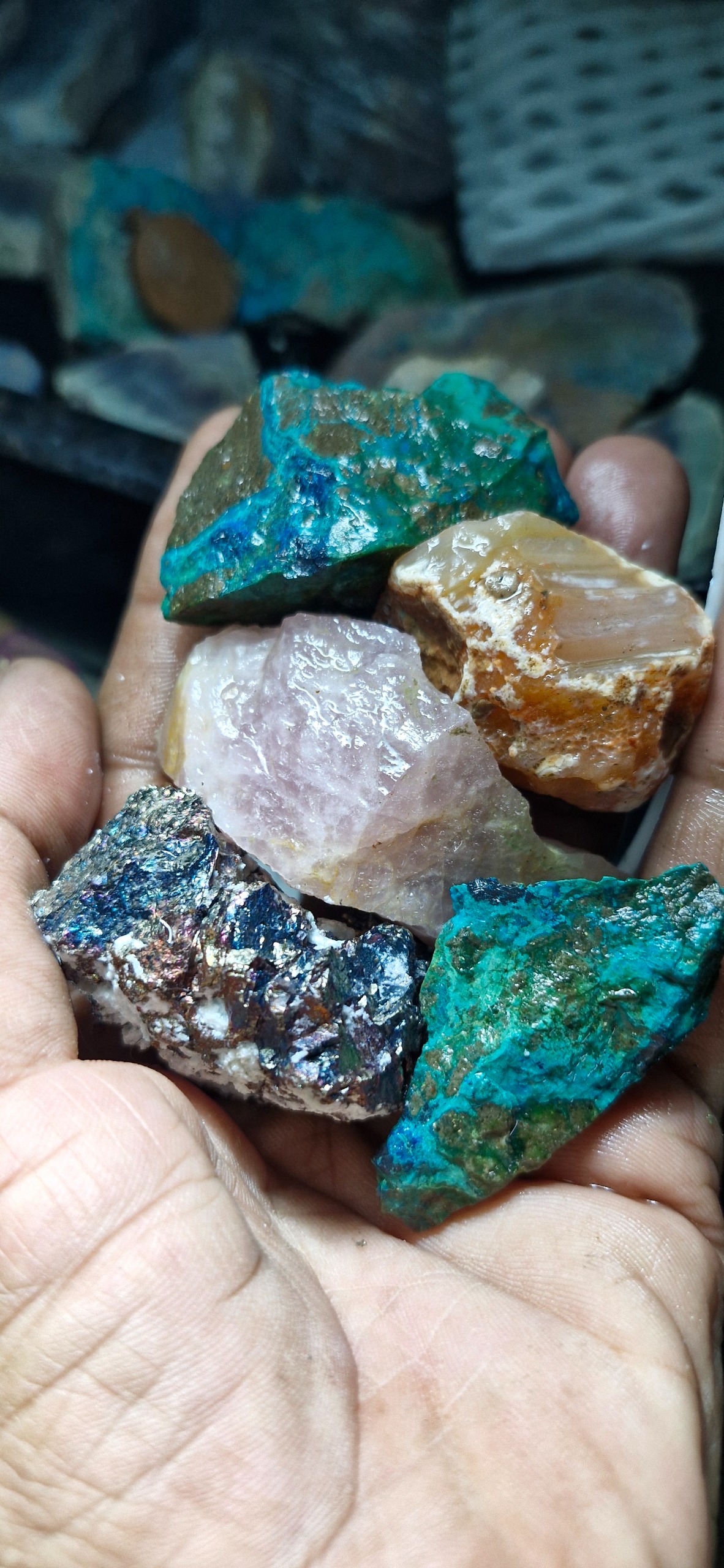 کریزوکولا ناب خاص