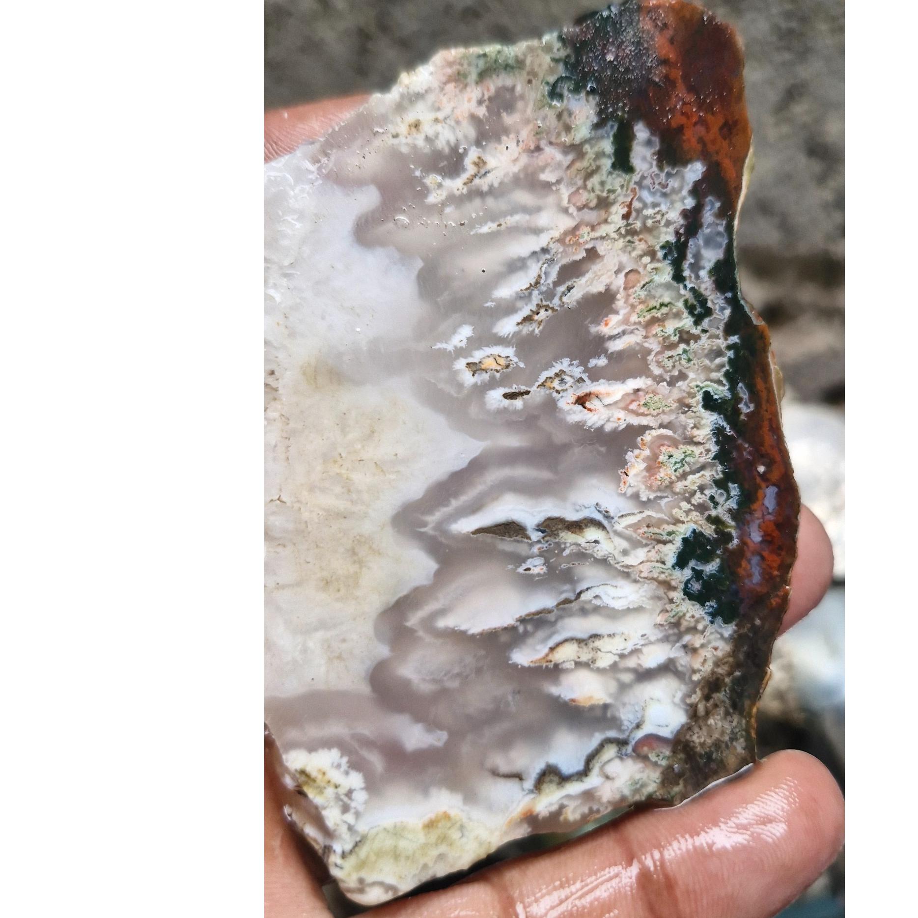 اسلایس شجر ناب