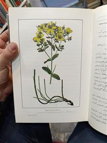 گیاهان