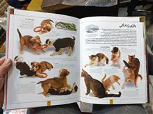 دانشنامه