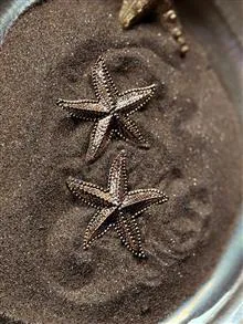 گوشواره