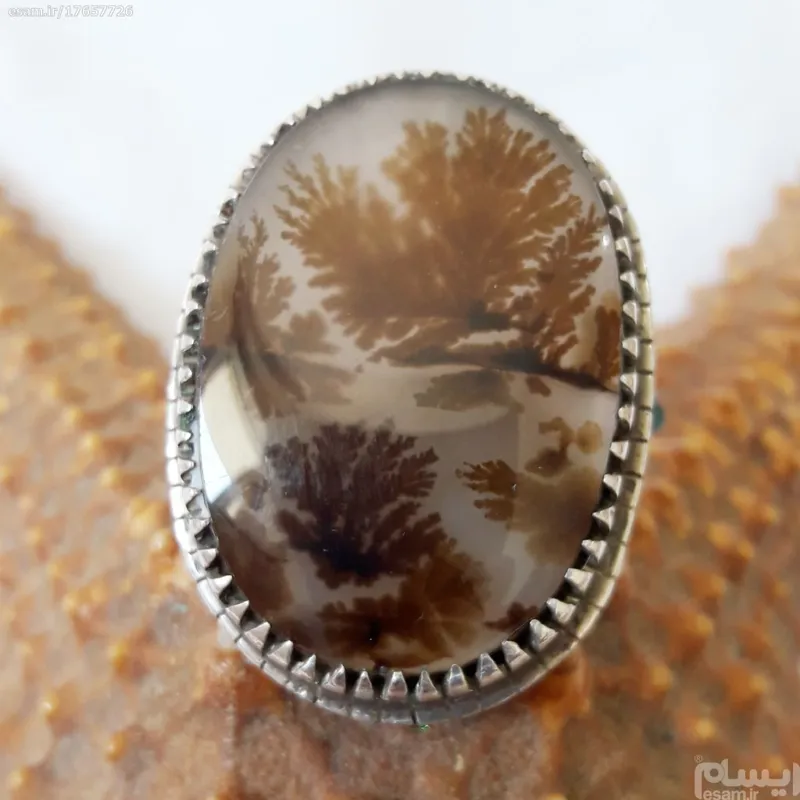 شجر بزرگ بسیار قدیمی گرانبها فوق کلکسیونی