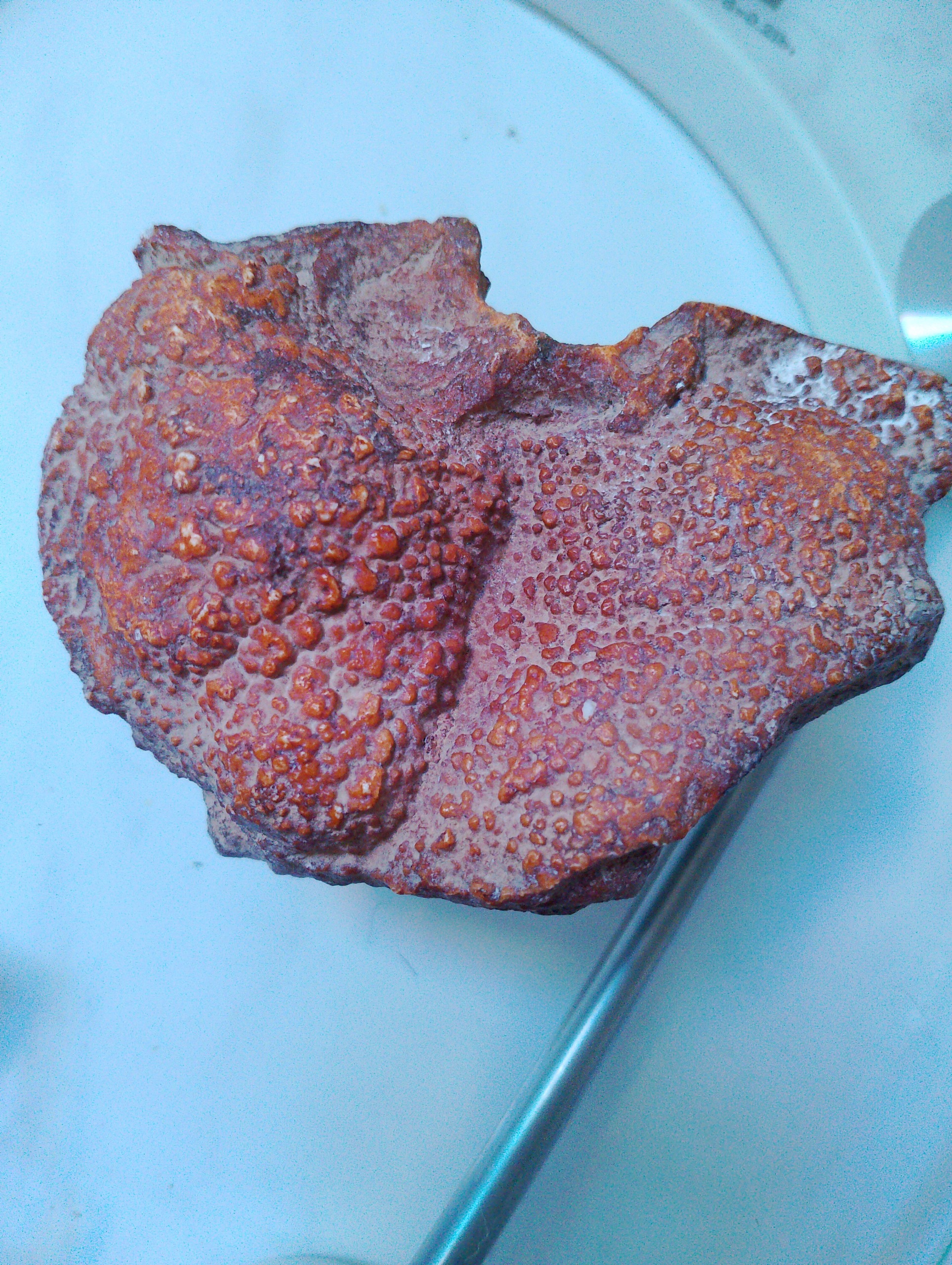 سنگ فسیل عجیب